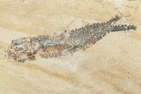 Small Cretaceous Fossil Fish (Various Species) - Lebanon - Photo 2